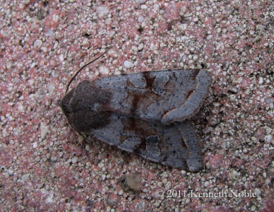 clouded drab (Orthosia incerta) Kenneth Noble